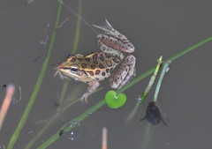 Lithobates lenca