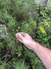 Coreopsis grandiflora inclinata