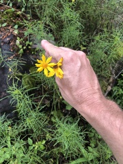 Coreopsis grandiflora inclinata