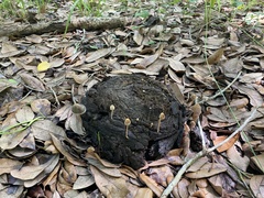 Panaeolus cyanescens