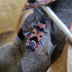 Horvathiolus guttatus