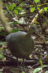 Tinamus solitarius