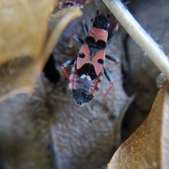 Horvathiolus guttatus