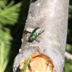 Chrysobothris viridicyanea