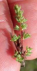 Erica aestiva