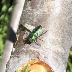 Chrysobothris viridicyanea