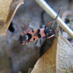 Horvathiolus guttatus