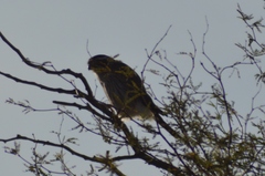 Spiziapteryx circumcincta