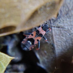 Horvathiolus guttatus