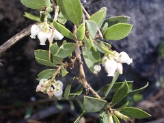 Arctostaphylos nevadensis