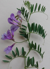 Vicia americana