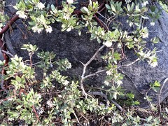 Arctostaphylos nevadensis