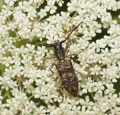 Pempsamacra dispersa