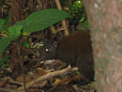 Hypsiprymnodon moschatus