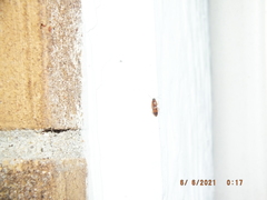 Aeolus mellillus