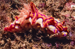 Miamira flavicostata