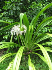 Crinum pedunculatum