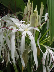 Crinum pedunculatum