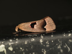 Acanthodela erythrosema