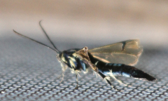 Synanthedon pictipes