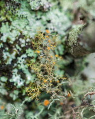 Teloschistes inflatus