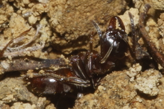 Austroponera castanea