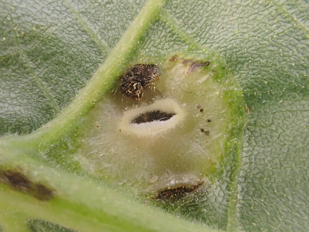 Hickory Leafstem Gall Phylloxera