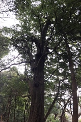 Quercus salicina