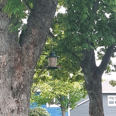 Haemorhous purpureus