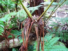 Cyathea capensis