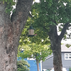 Haemorhous purpureus