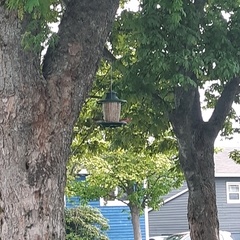 Haemorhous purpureus