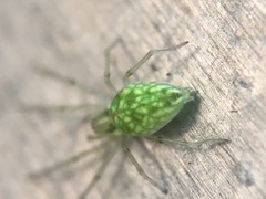 Nigma linsdalei