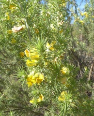 Aspalathus hirta hirta