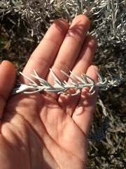 Senecio filaginoides