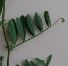 Vicia americana