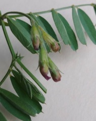 Vicia americana