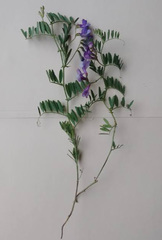 Vicia americana