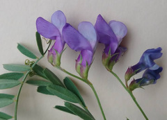 Vicia americana