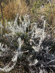 Senecio filaginoides