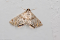 Petrophila heppneri