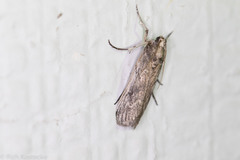 Melitara apicigrammella