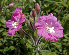 Epilobium hirsutum