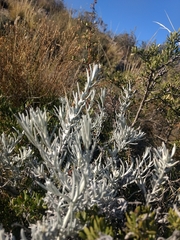Senecio filaginoides