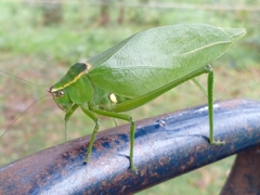 Stilpnochlora nanna