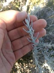 Senecio filaginoides