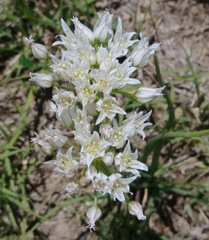 Allium textile