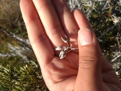 Senecio filaginoides