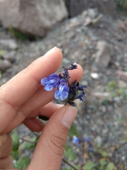 Salvia cuspidata
