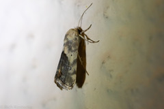 Ponometia sutrix